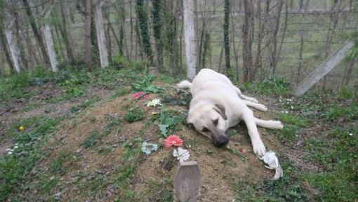  kangal köpeği vefası
