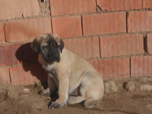 kangal köpeği yavrusu