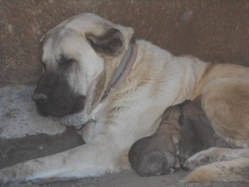  sivas kangal köpeği yavruları