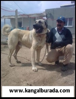  kangal köpeği