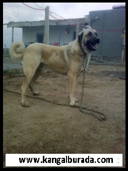  kangal köpeği