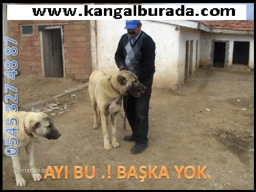 kangal köpekleri