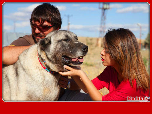  Turislerin kangal yavrusu merakı
