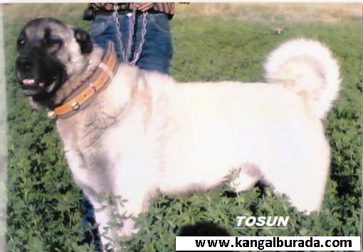  saf kangal köpeği ayıboğan