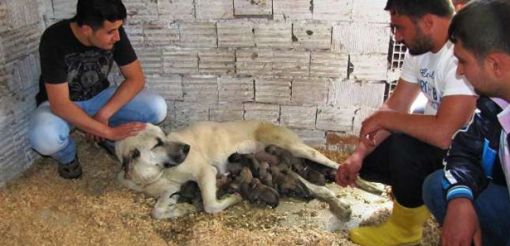  Kangal Köpeğinde doğum rekoru 